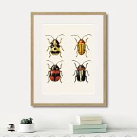 картина: assorted beetles №6, 1735г. в Сургуте