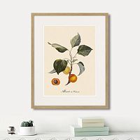 картина: juicy fruit lithography №2, 1870г. в Сургуте