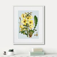 картина: himalaya plants yellow flower, 1869г. в Сургуте