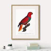 картина: beautiful parrots №9, 1872г. в Сургуте