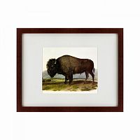 картина: american bison, 1845 в Сургуте