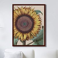 картина: large sunflower (flos solis maior), 1713г. в Сургуте