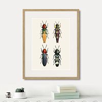 картина: assorted beetles №5, 1735г. в Сургуте