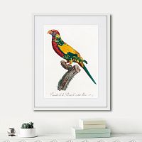 картина: beautiful parrots №7, 1872г. в Сургуте