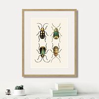 картина: assorted beetles №8, 1735г. в Сургуте