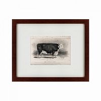 картина: a hereford bull, 1849 в Сургуте