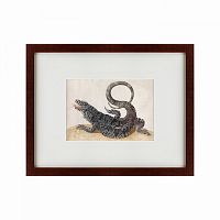 картина: black tegu lizard, 1700 в Сургуте