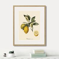 картина: juicy fruit lithography №3, 1870г. в Сургуте