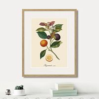 картина: juicy fruit lithography №11, 1870г. в Сургуте