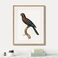 картина: beautiful parrots №10, 1872г. в Сургуте