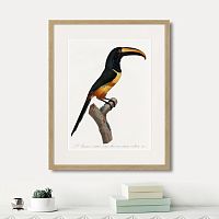 картина: beautiful toucans №4, 1806г. в Сургуте