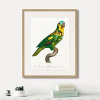 картина: beautiful parrots №11, 1872г. в Сургуте