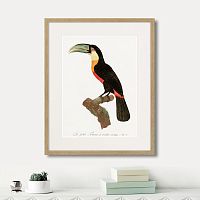 картина: beautiful toucans №1, 1806г. в Сургуте