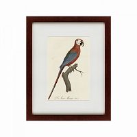 картина: ara macao (scarlet macaw), 1801 в Сургуте