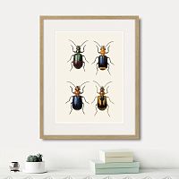 картина: assorted beetles №4, 1735г. в Сургуте