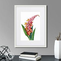 картина: caribian flora pink alpinia, 1740г. в Сургуте