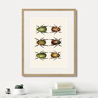 картина: assorted beetles №11, 1735г. в Сургуте