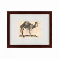 картина: arabian camel, 1809 в Сургуте