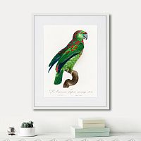 картина: beautiful parrots №4, 1872г. в Сургуте