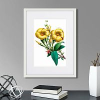 картина: caribian flora yellow allamanda, 1740г. в Сургуте