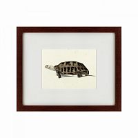 картина: a hand-painted illustration of an elongated tortoise, 1873 в Сургуте