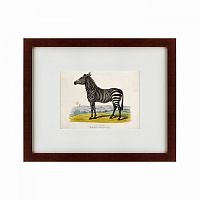 картина: a zebra, 1830 в Сургуте