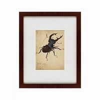 картина: stag beetle, 1505 в Сургуте