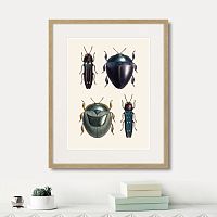 картина: assorted beetles №1, 1735г. в Сургуте