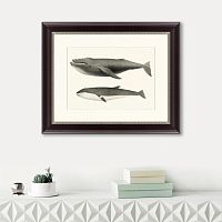 картина: humpback whale (megaptera versabilis), 1859 в Сургуте