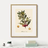 картина: juicy fruit lithography №4, 1870г. в Сургуте