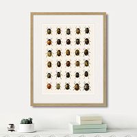 картина: assorted beetles №2, 1735г. в Сургуте