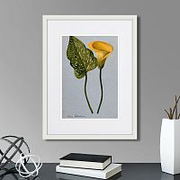 картина: yellow arum lily, 1899г. в Сургуте