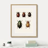 картина: assorted beetles №7, 1735г. в Сургуте