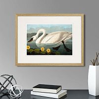 картина: common american swan (white), 1838г. в Сургуте