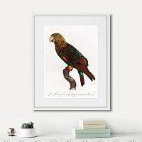 картина: beautiful parrots №3, 1872г. в Сургуте