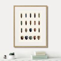 картина: assorted beetles №3, 1735г. в Сургуте