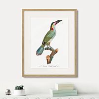 картина: beautiful toucans №3, 1806г. в Сургуте