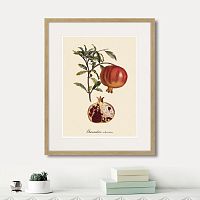 картина: juicy fruit lithography №7, 1870г. в Сургуте