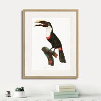 картина: beautiful toucans №2, 1806г. в Сургуте