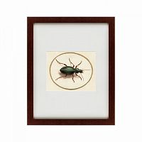 картина: beetle, 1700 в Сургуте