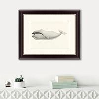 картина: bowhead whale (balaena mysticetus), 1856 в Сургуте