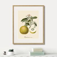 картина: juicy fruit lithography №10, 1870г. в Сургуте