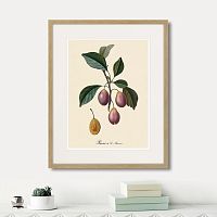 картина: juicy fruit lithography №9, 1870г. в Сургуте